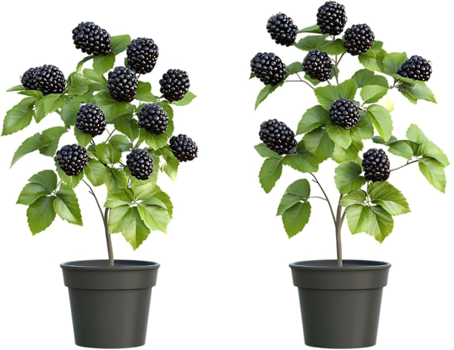 2 Thornless BlackBerry Plants for Growing - Well Rooted 1 Yr. Seedlings in Starter Pots, Ready to Plant - Sweet, Juicy, Large Berries – Easy-Grow, Everbearing Fruit Plants for Gardens