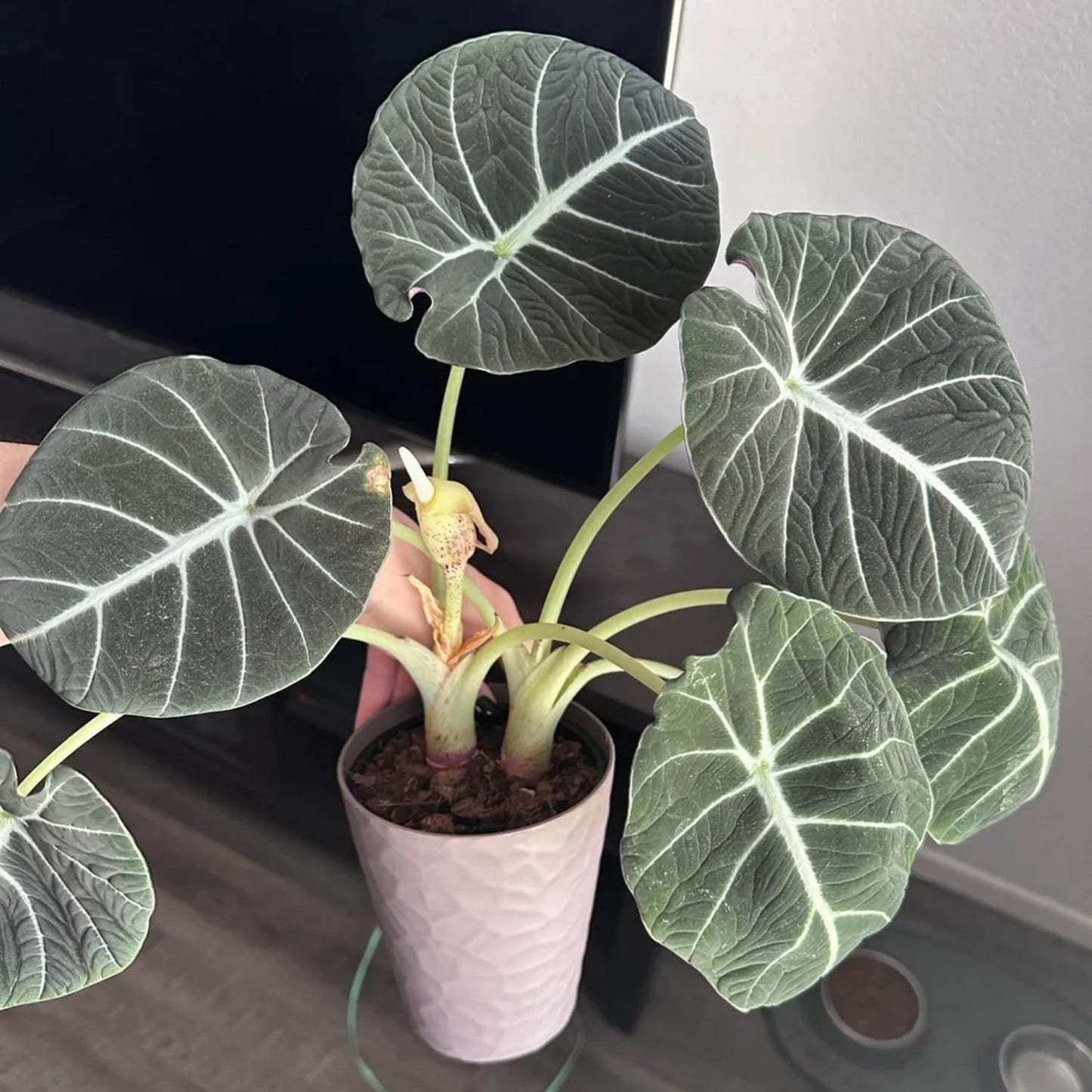 Black Velvet Alocasia Live Plant, Rare Alocasia Plant, House Plant, House Plant Indoors Live 6 Inches Tall No Pot