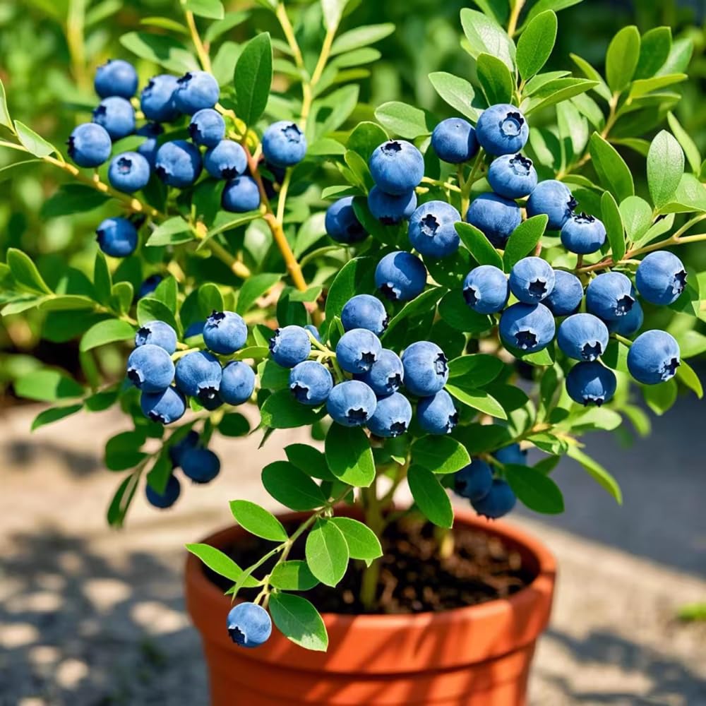 2 Emerald Blueberry Bush Live Plant, Blueberry Plants Live for Planting 5 to 8 Inch Tall, Sweet Blueberries Fruit Seedlings