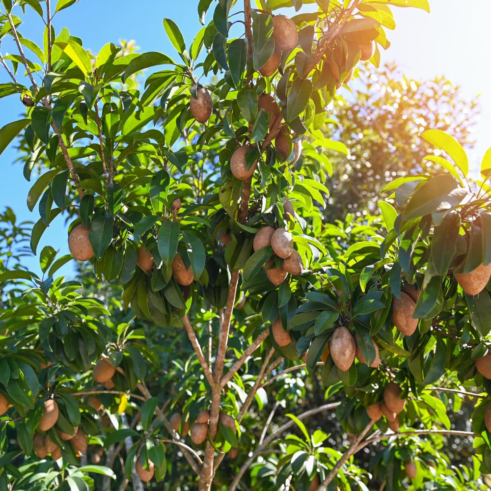 Sapodilla Tree Live Plant, Sapote Fruit Tree Plants for Outdoor Garden, 2-3' Tall in 3 Gallon Pot, No Ship to CA