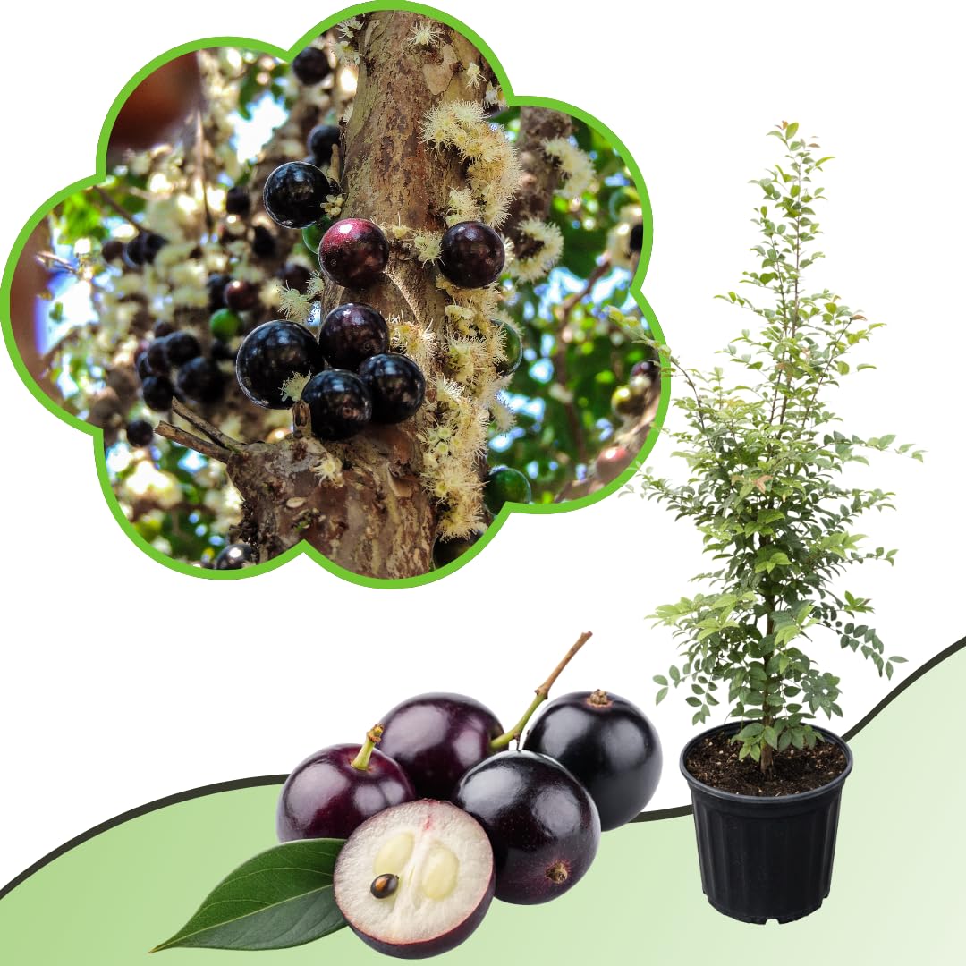 Live Black Jaboticaba Tree Plant, Brazilian Jabuticaba Fruit Tree, 1 Feet Tall, Ready for Planting
