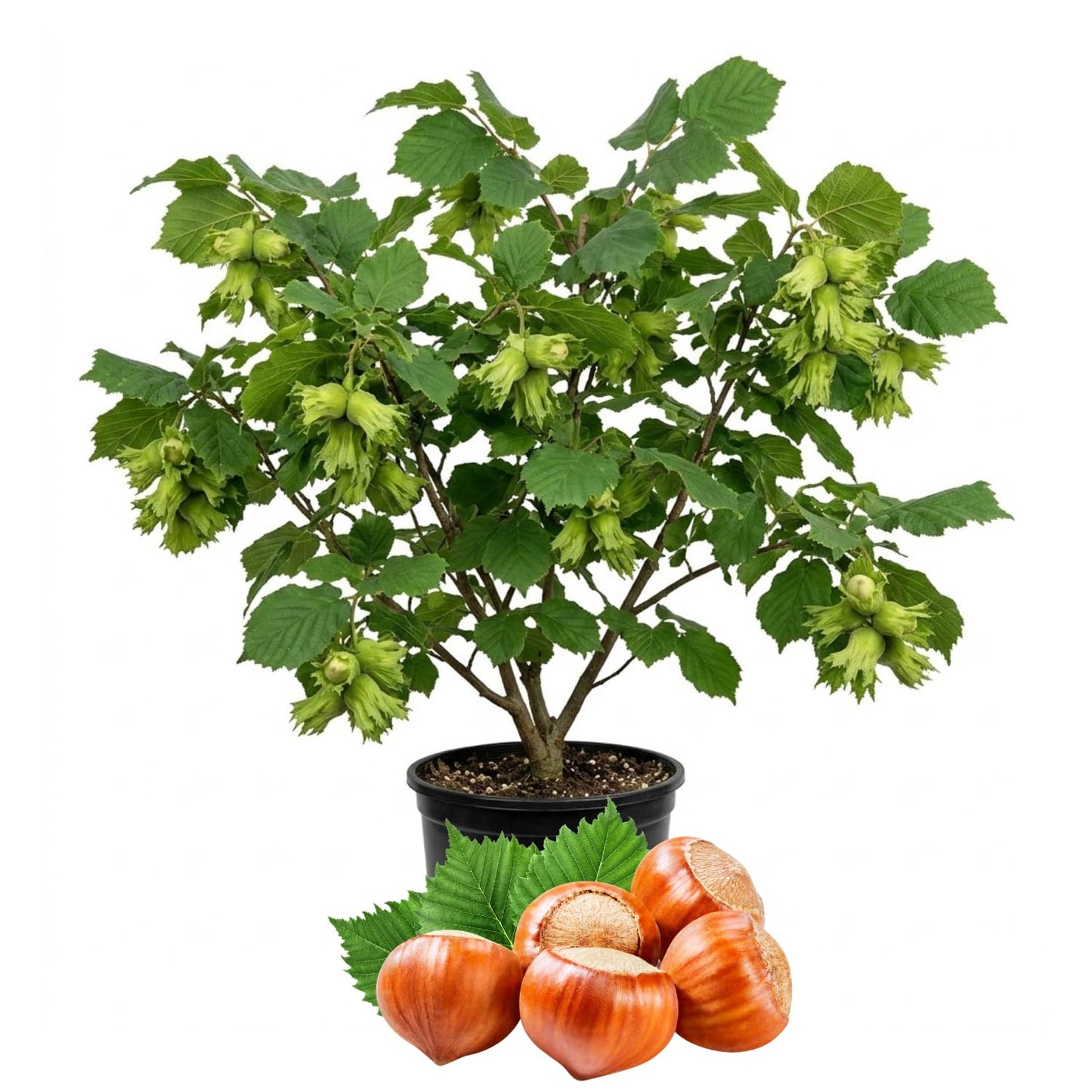 Hazelnut Tree Live Plant 2–3 Feet Tall, Edible Nut Tree in 3 Gallon Pot, Outdoor Fruit Tree for Garden and Yard