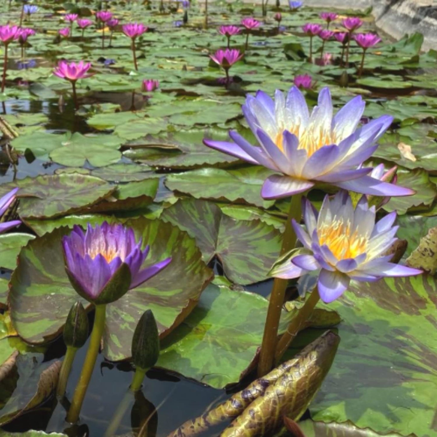 Mainam Blue Nymphaea Geena Live Aquarium Plant Tropical Water Lilies Tuber for Freshwater Fish Pond Balcony
