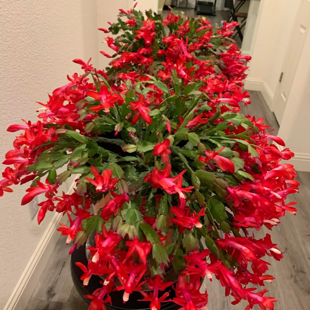 2 Red Christmas Cactus Plants, Thanksgiving Cactus 3-6 Inch Tall, Winter Succulents Flowers Container Hanging Basket Indoor Outdoor Planting