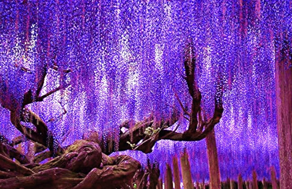 25 Wisteria Seeds Purple Flowers Blue Moon Wisteria Chinese Blue Wisteria sinensis Tree Fast Climber Flower Vine Hardy Plant