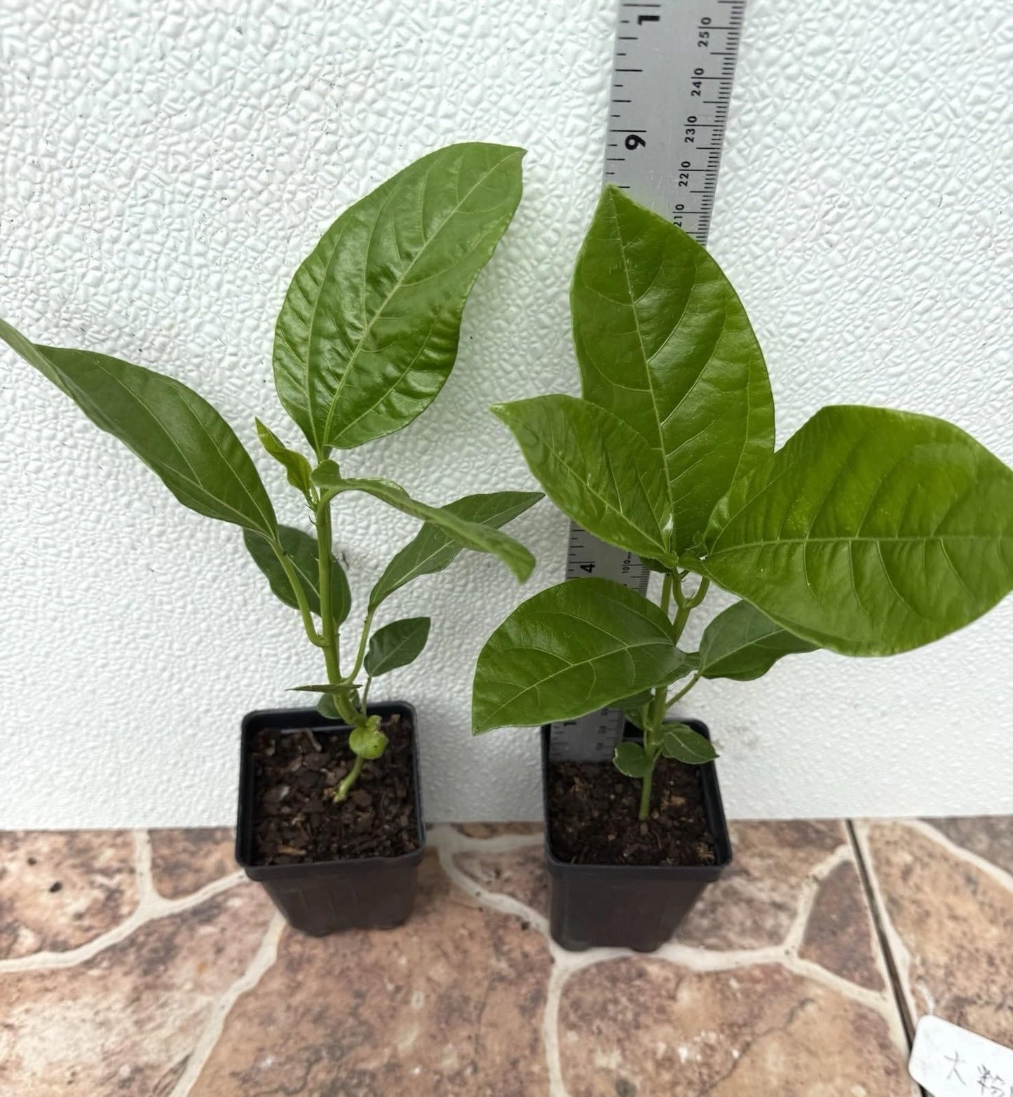2 Purple Passion Fruit Plants/Passiflora edulis 'Possum Purple' – 8" Tall, Fully Rooted