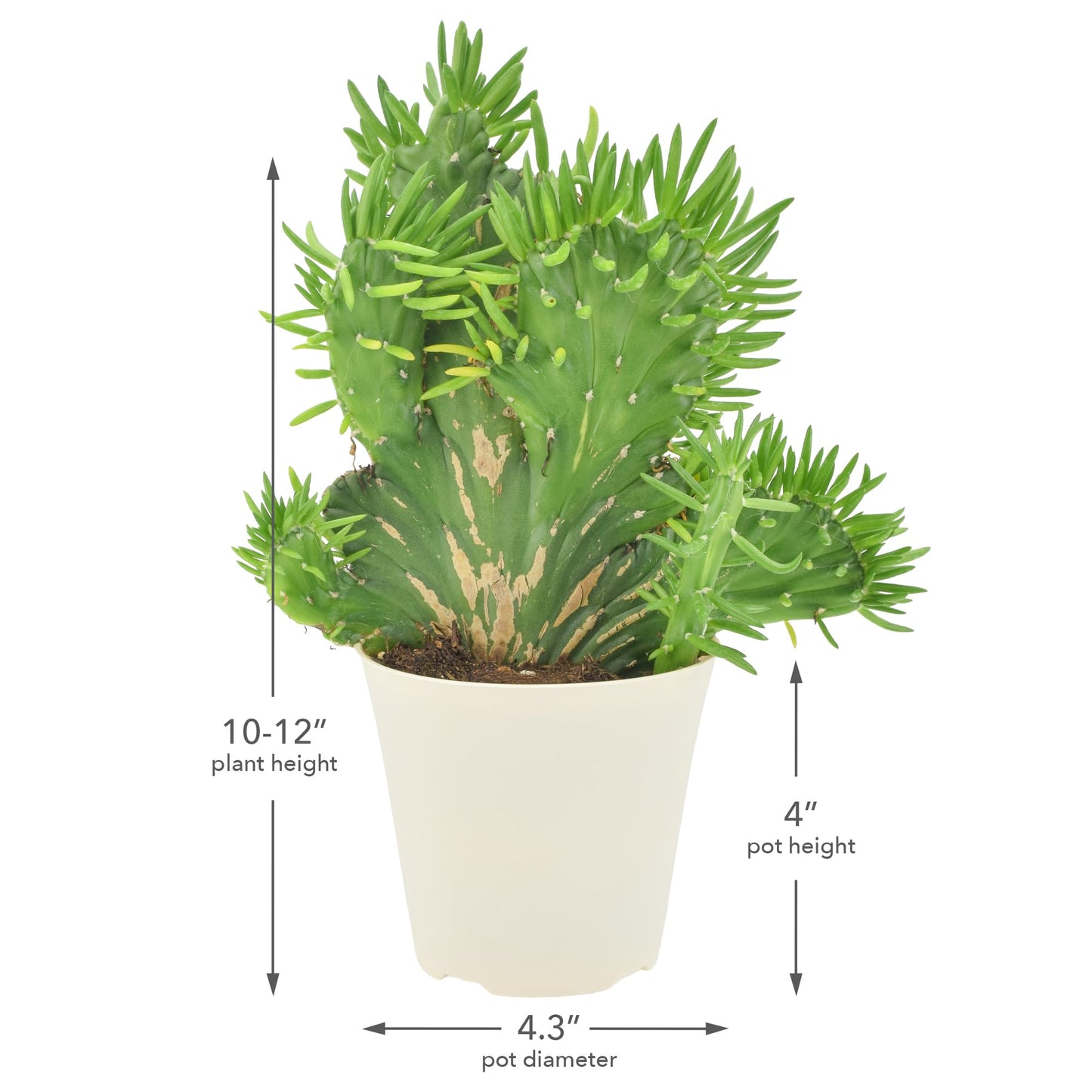 Arcadia Garden Products Live Opuntia subulata ‘Cristata’ Rare Indoor Houseplant in Plastic Pot, Tropical Plant Collector Gift for Home and Garden Decor, 4-inch, Beige