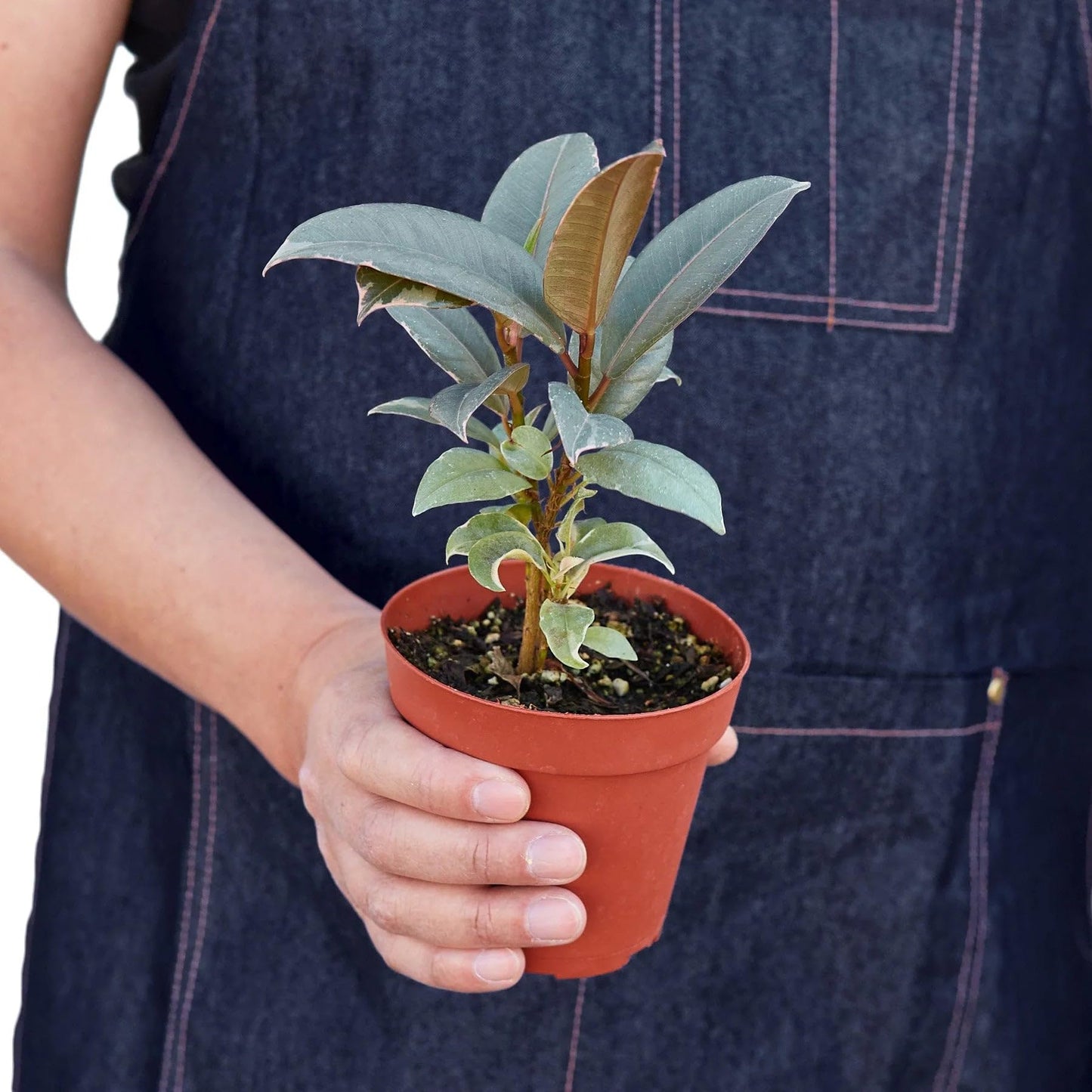 Ficus Elastica 'Tineke' | Live Plant for Indoor & Outdoor | for Living Room, Office, Bathroom | (4" Pot)