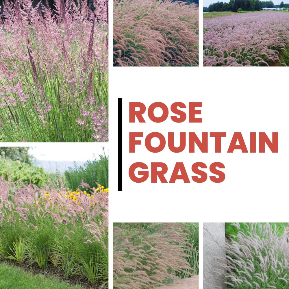 Set 3 Fountain Grass Plants Live Clumps for Planting Your Garden, 4-8 Inch Tall, Ornamental Grasses Live Plants Perennial (Rose Fountain Grass)