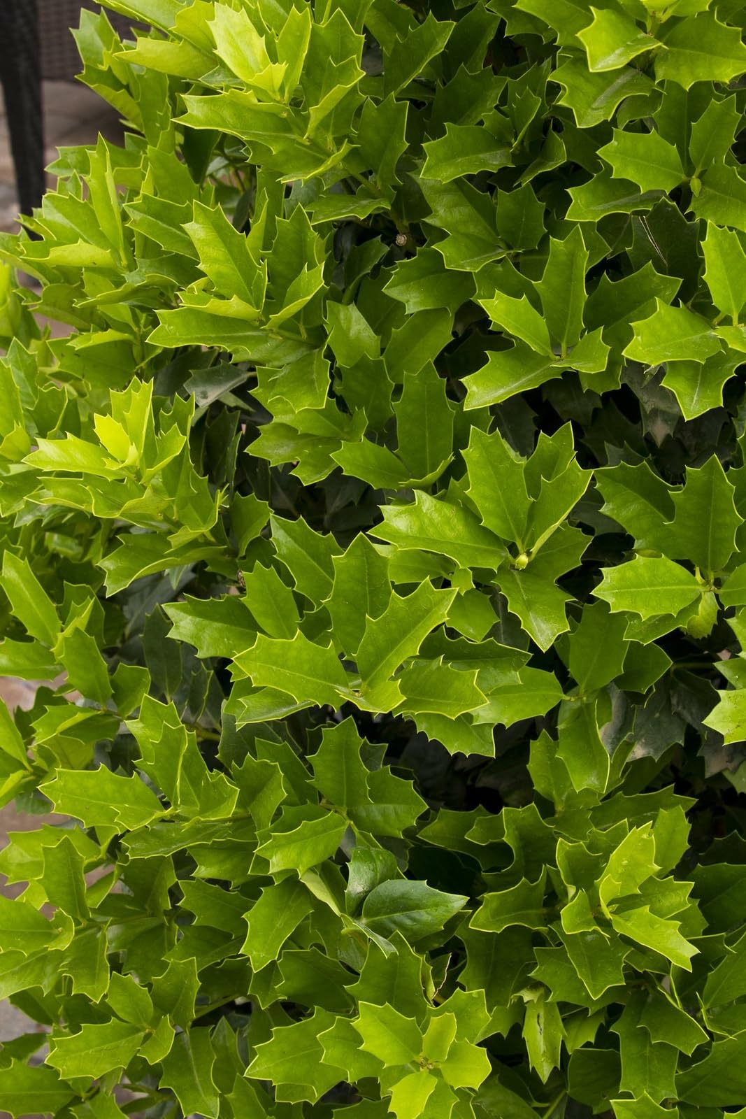 Live Plant - Oak Leaf Red Holly Shrub/Tree - Live Plant - 6-12" Tall, 3" Pot - Ilex x 'Conaf'
