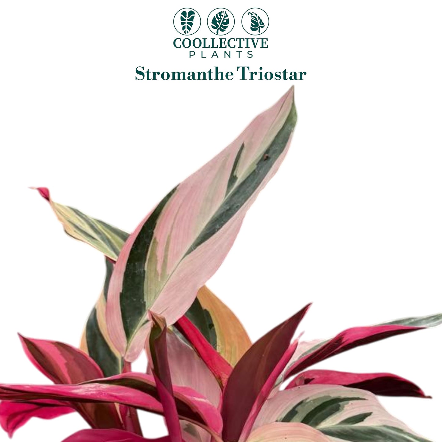 CoollectivePlants Stromanthe Triostar Live Plant in 4″ Growers Pot – Rare Tricolor Houseplant, Easy Care Indoor Plant, Low Maintenance Tropical Foliage for Home or Office