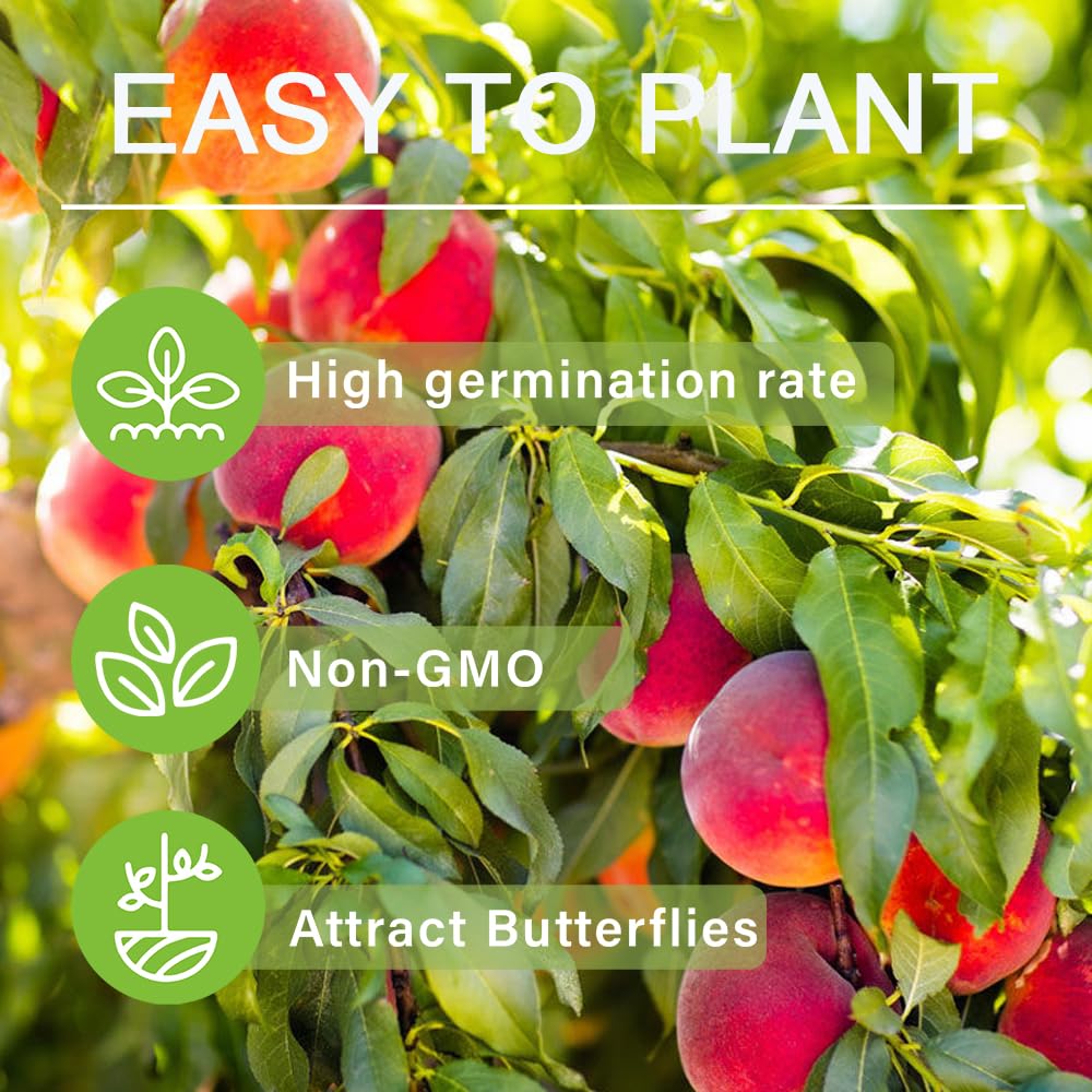 5 Pieces Nemaguard Peach Fruit Tree Seeds for Planting Outdoor- Perennial Non GMO Fruit Seeds Tasty Sweet Great Home Garden Gift