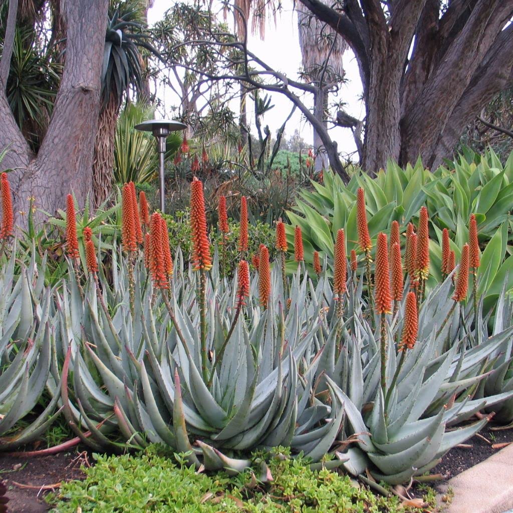 Palm Beach Medicinal Herbs - Fond of Stones Aloe (Aloe petricola) - Packet of 10 Seeds