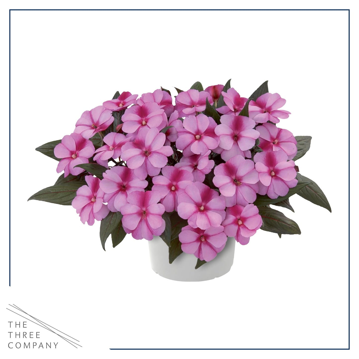 Live Flowering New Guinea Impatiens - Grower's Choice Assorted Colors (3 Plants Per Pack) - Beautiful Shade Flowers - 12" Tall by 5" Wide in 1 Qt Pot