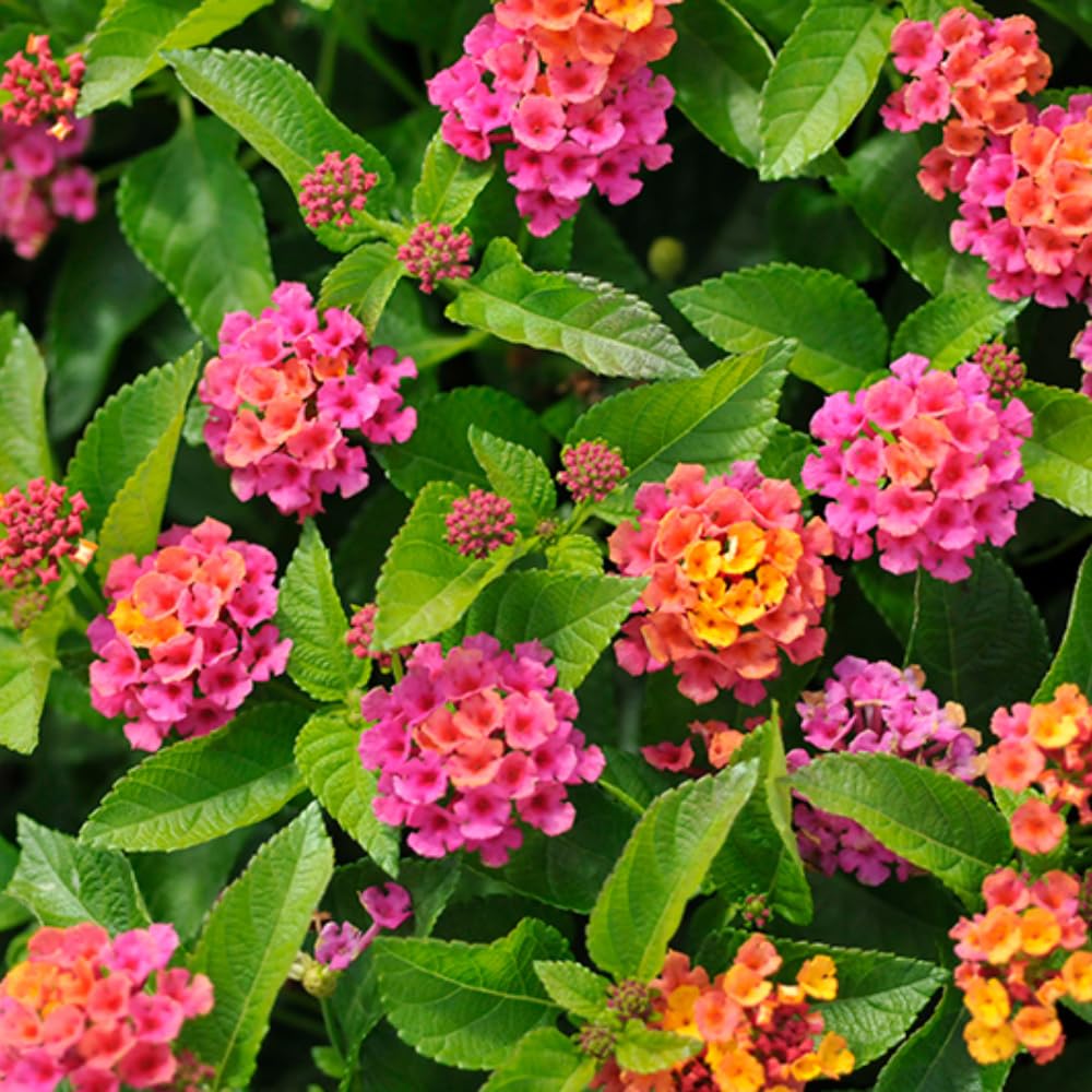 Set of 2 Lantana Plants Live, Trailing Lantana Plant, 4 to 6 Inch Tall for Planting Outdoors (Rose)