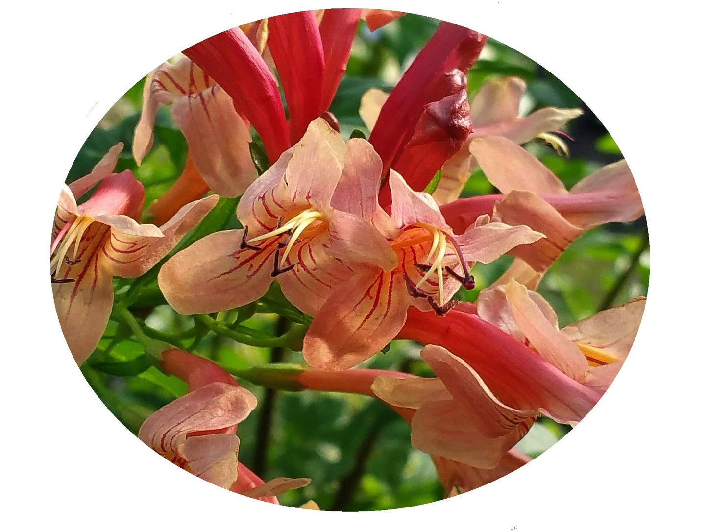 Mango Honeysuckle - Tecoma capensis -Live Semi-Tropical Plant - Peach Flower - Emerald Godess Gardens - Starter Sz 4 Inch Pot