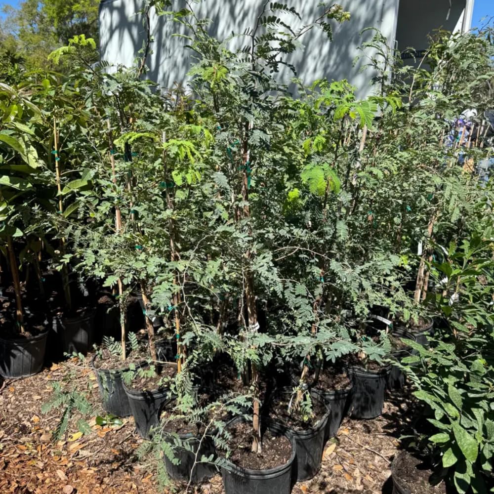 Tamarind Tree Live Plant, 3 Gallon, 4-5 Feet Tall, Live Tamarind Tree, Tropical Fruits Tree, No Ship to CA