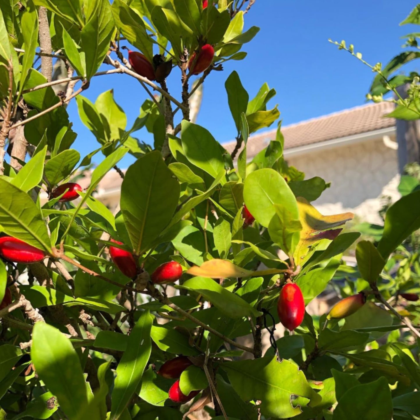 Miracle Fruit Tree for Planting, Miracle Fruit Live Plant in Gallon Pot, 1-2 Feet Height, Berry Plant for Garden, No Ship to CA