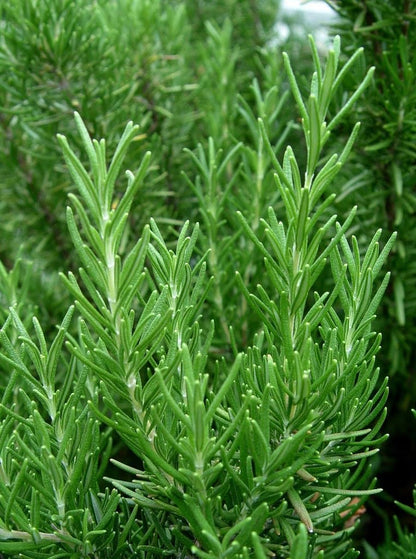 Large Rosemary herb Plant in a one and a Half Litre Pot, Upright Evergreen Plant