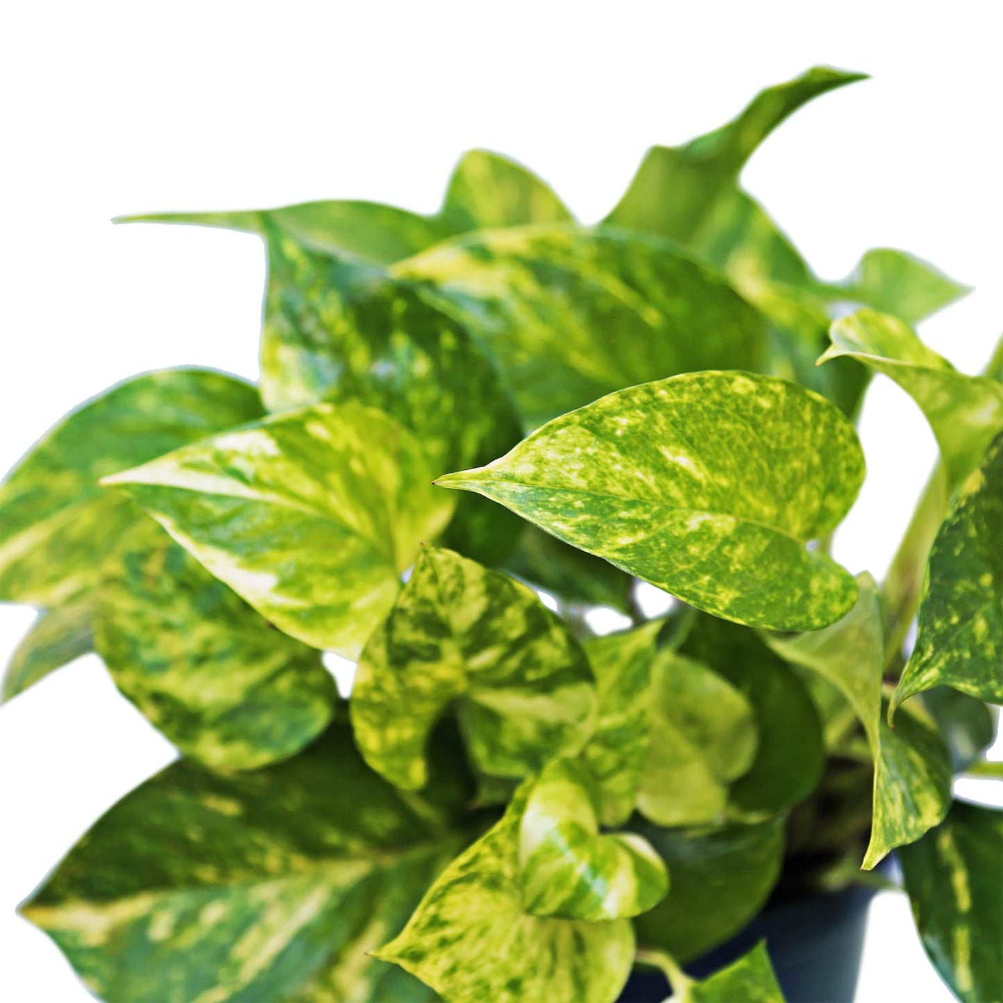 Live Golden Pothos Vine Plant in 6 Inch Pot, Epipremnum Aureum Indoor Houseplant with Trailing Variegated Foliage