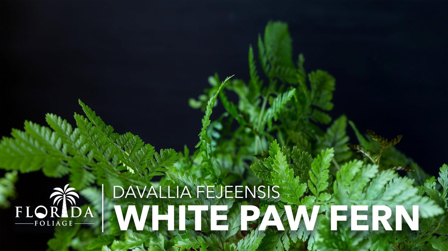 White Paw Fern | 20 Live Plants | Davallia Tyermanii | Indoor Outdoor Tropical Foliage | Fuzzy Root Houseplant | Exotic Decorative Greenery | Pet Safe