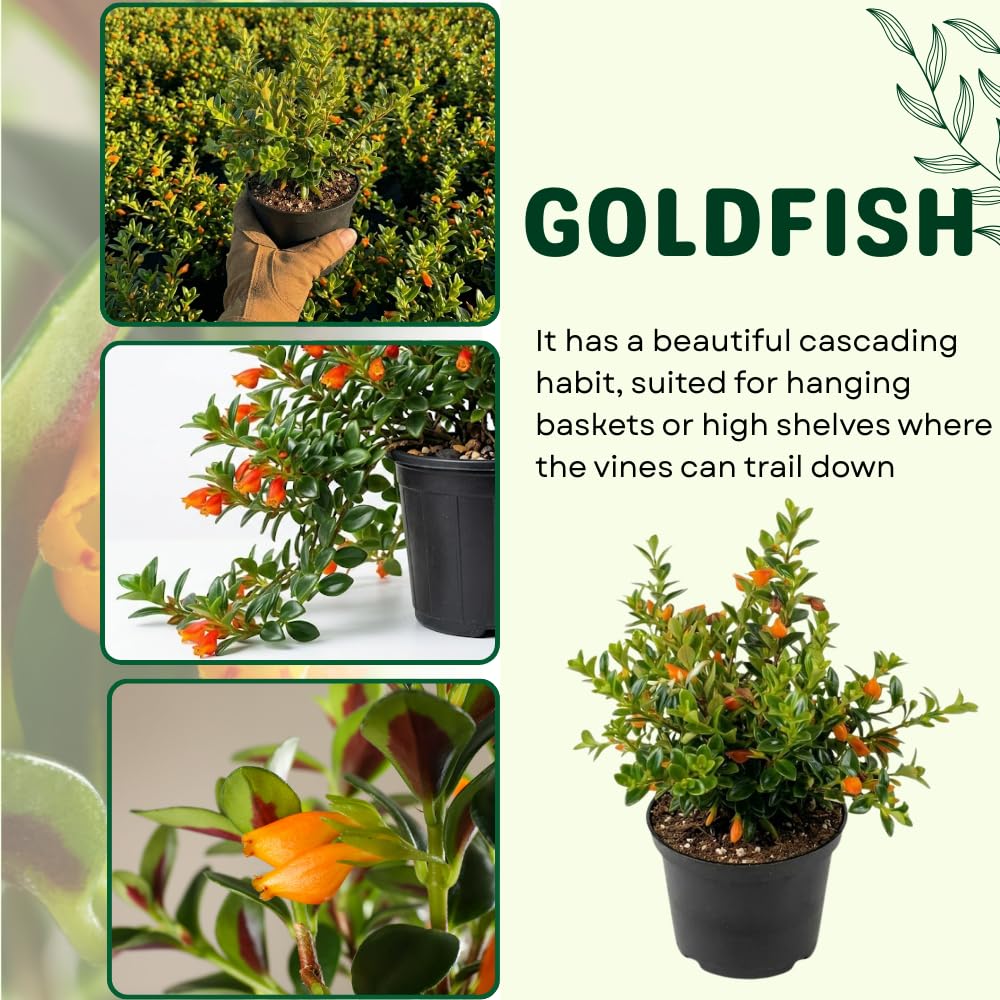 Trailing Goldfish Plant, Goldfish Plants Live Houseplants in 4 Inches Pot, Bright Blooms Flowers for Hanging Basket, Rare Indoor Succulents, 4 to 7 Inches Tall