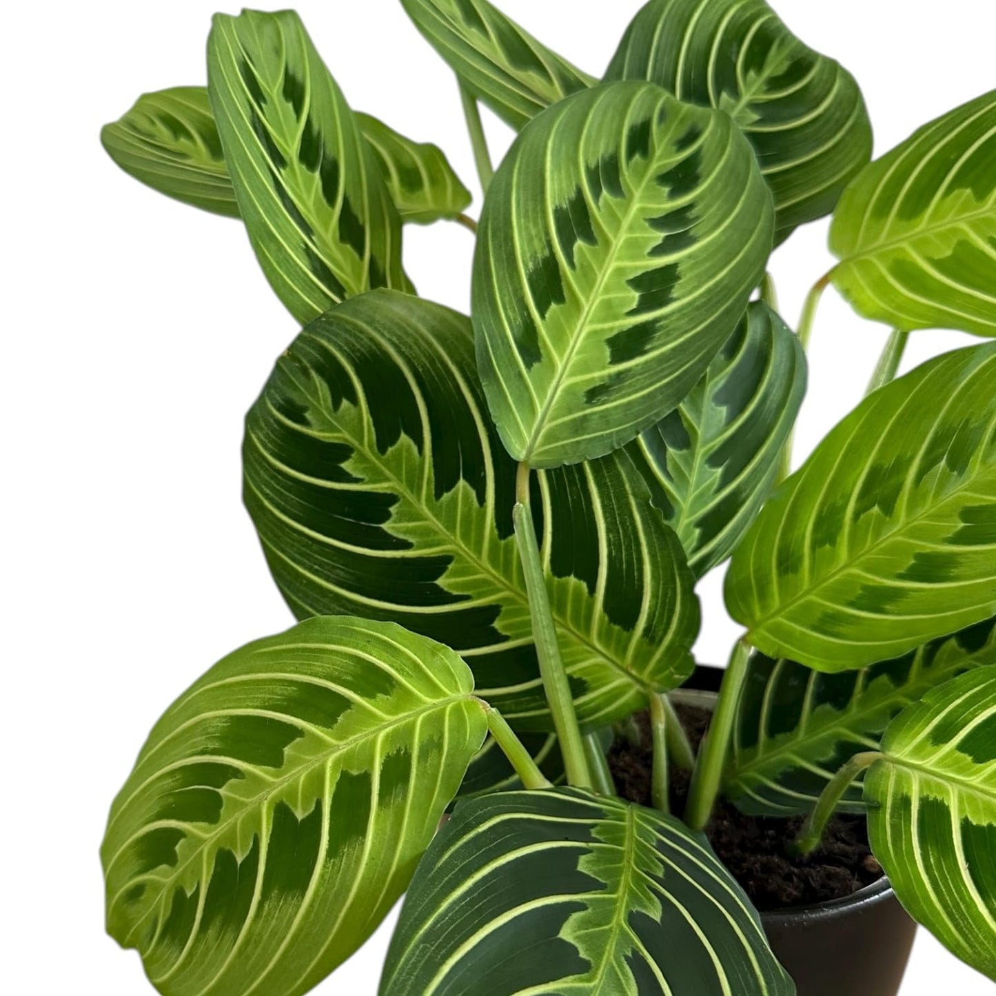 Live Plant, Lemon Lime Maranta Prayer Plant, Pet Friendly, Air Purifying Plant, Easy Care, Easy to Grow Live Indoor Plant, Houseplant, Rare Indoor Plant, Home Décor 4.7" Pot by Hopewind Plants Shop