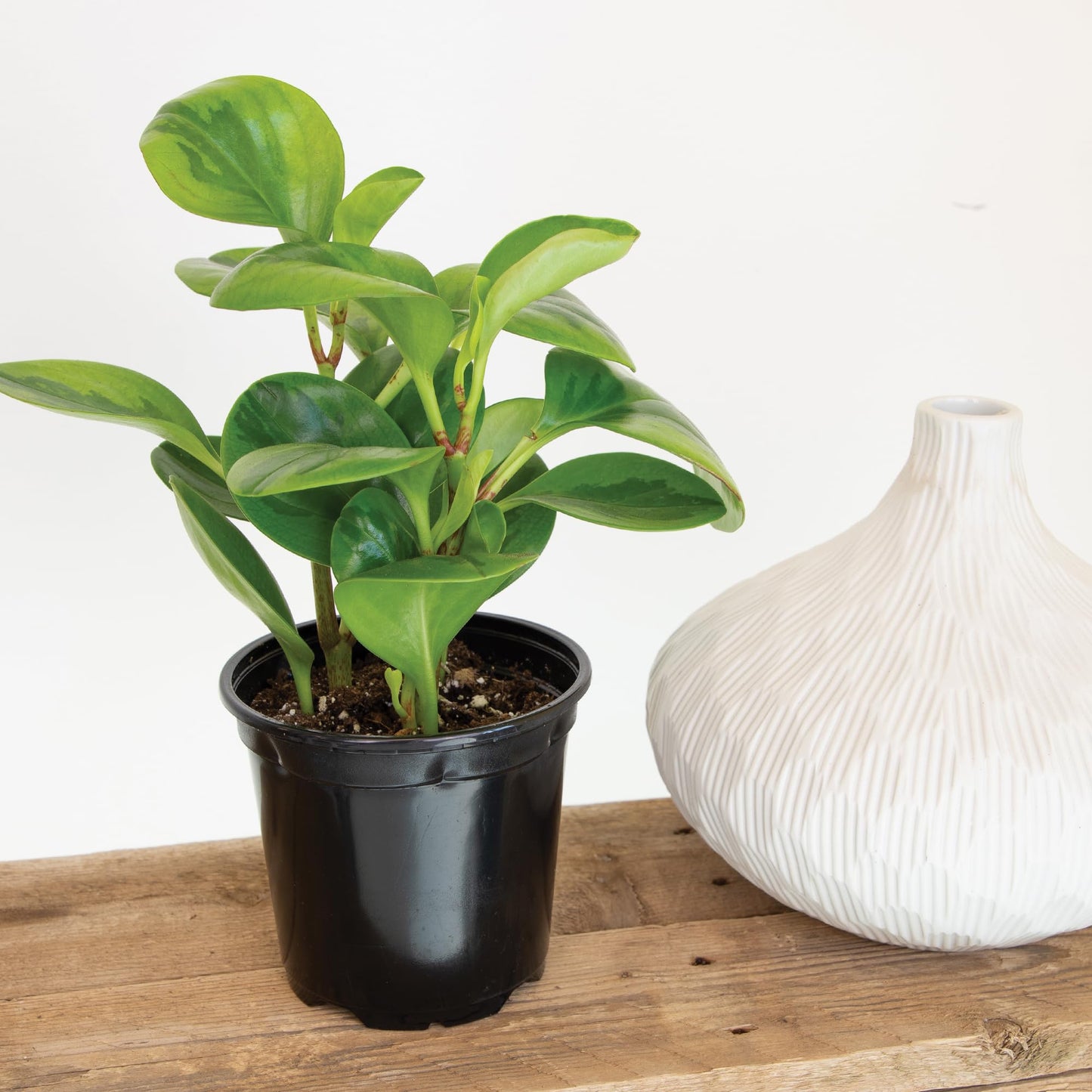 Essential Houseplant Collection (4PK) in 4.25" Grower Pots, Easy Air Purifying Plant Pack with Pothos, Syngonium, Philodendron, & More Popular Live Houseplants for Beginners by Plants for Pets