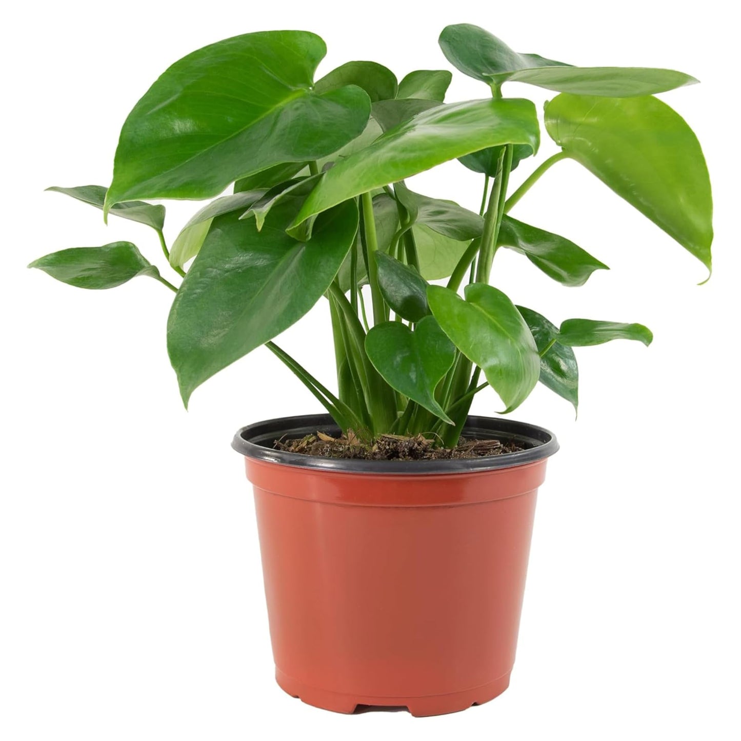6 in. Swiss Cheese Plant Monstera Plant - Monstera Live Plant W/Large Glossy Split Leaves - Part Shade Monstera Houseplant for Office, Living Rooms, or Bedrooms & More (Includes Grower Pot)