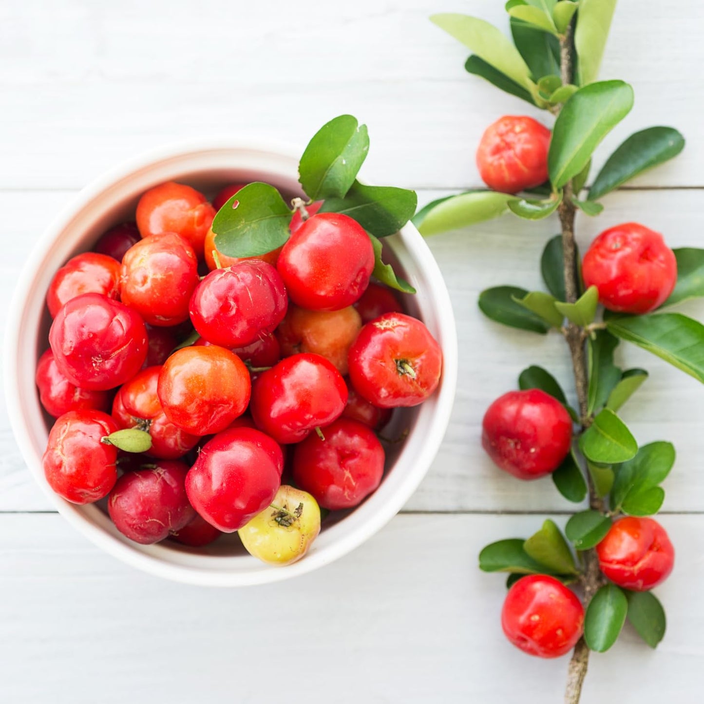 Barbados Cherry Tree Live Plant for Planting, 4-8 Inch Tall, Acerola Barbados Cherry Plant Live Ready to Grow Outdoor, Ship No Pot