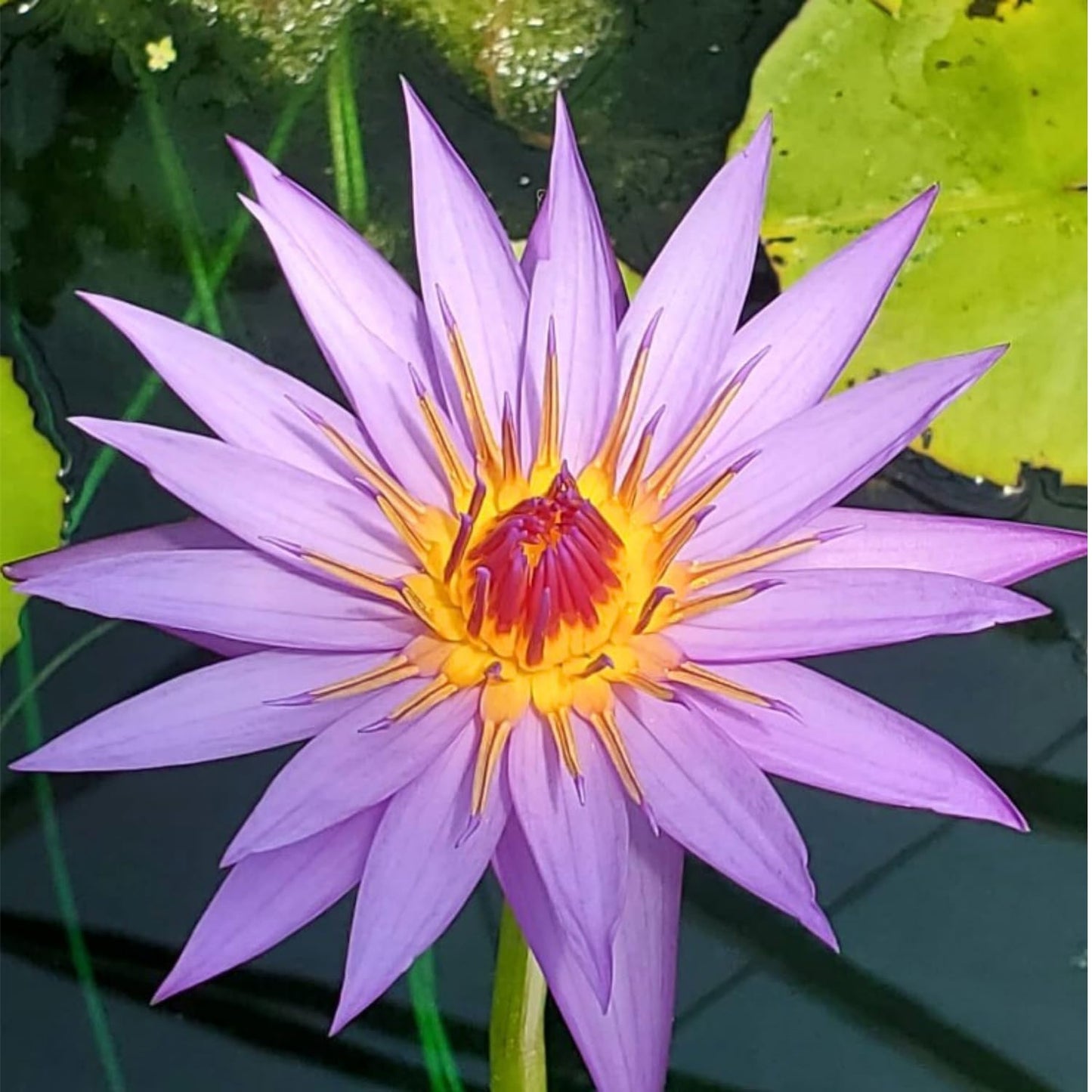 3 Pre-Grown Hardy & Tropical Waterlilies Rhizomes Live Tuber in Yellow, Red, Blue Flower for Indoor-Outdoor Pond Decoration