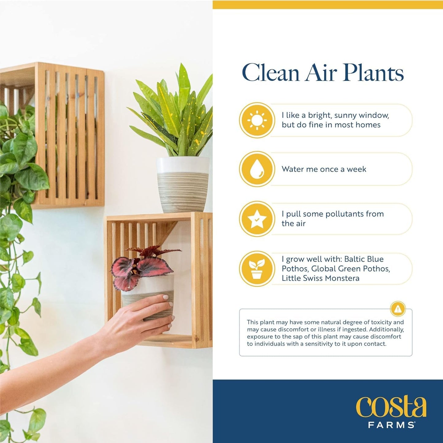 Costa Farms Live Mini Indoor Plants in Plastic Pots, Easy to Maintain, Air Purifying Houseplants, Home, Room, or Office Decor, House Warming or Birthday Gift, 4-6 Inches Tall, Pack of 6