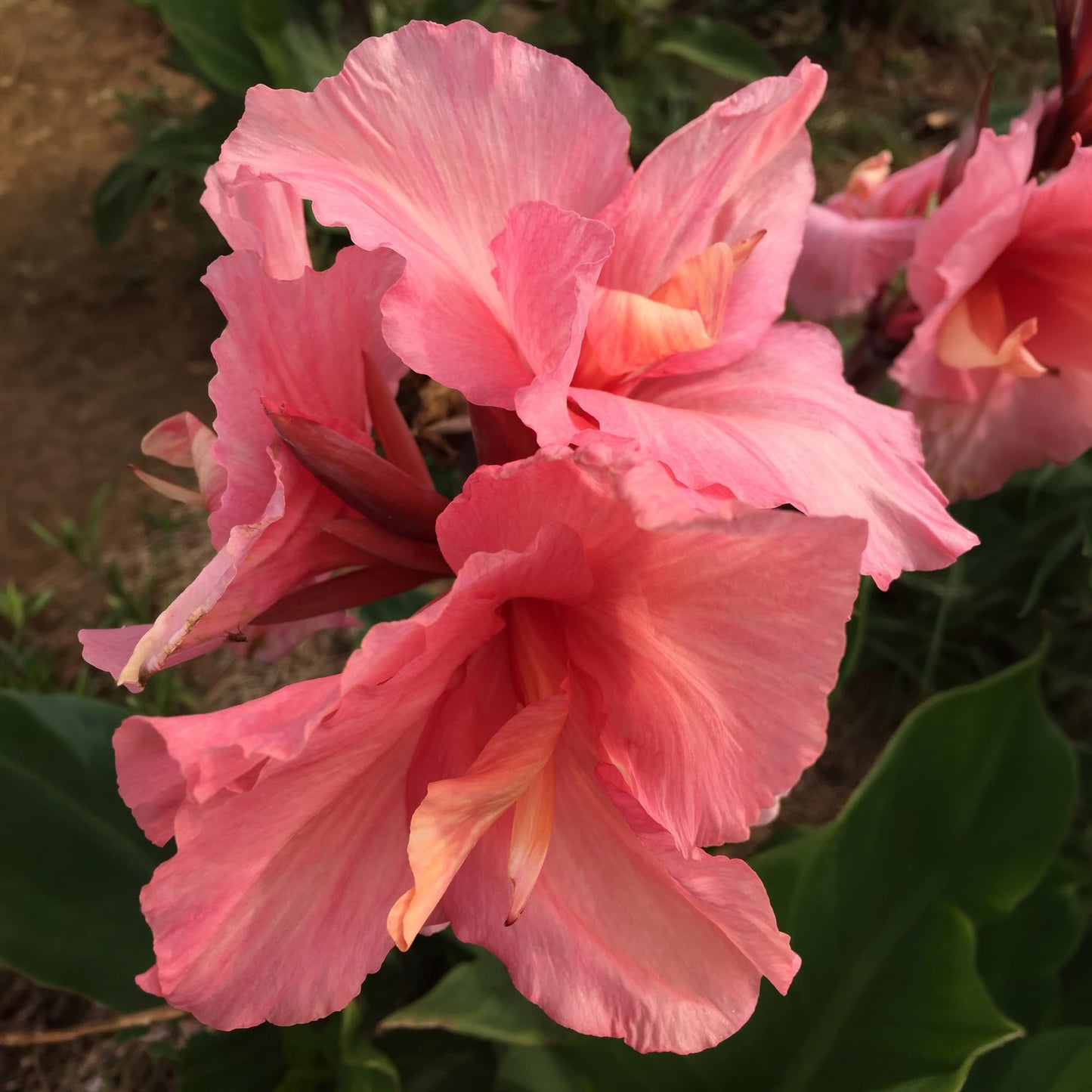 Chinese Coral Canna Lily Bulb – Large Coral Pink Blooms, Bluish Green Foliage, Rare Limited Variety, Zones 3–9, 3–4 Ft Tall, Summer Rhizome, 1 Bulb
