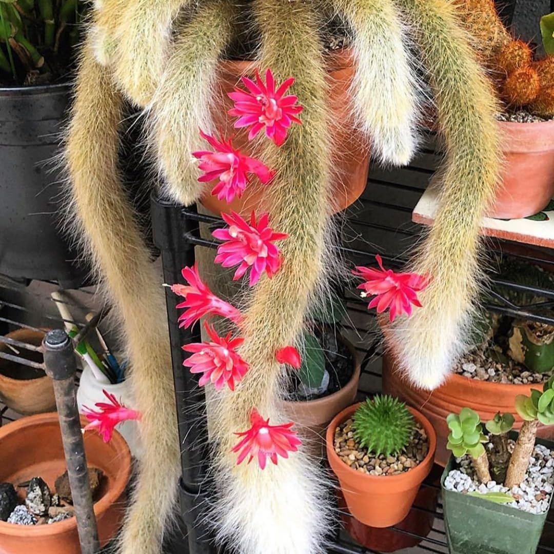 Trailing Monkey Tail Cactus Live Plant, Monkeys Tails Cactus for Hanging Basket, Size Starter in 2" Pot, Rare Succulent for Planting