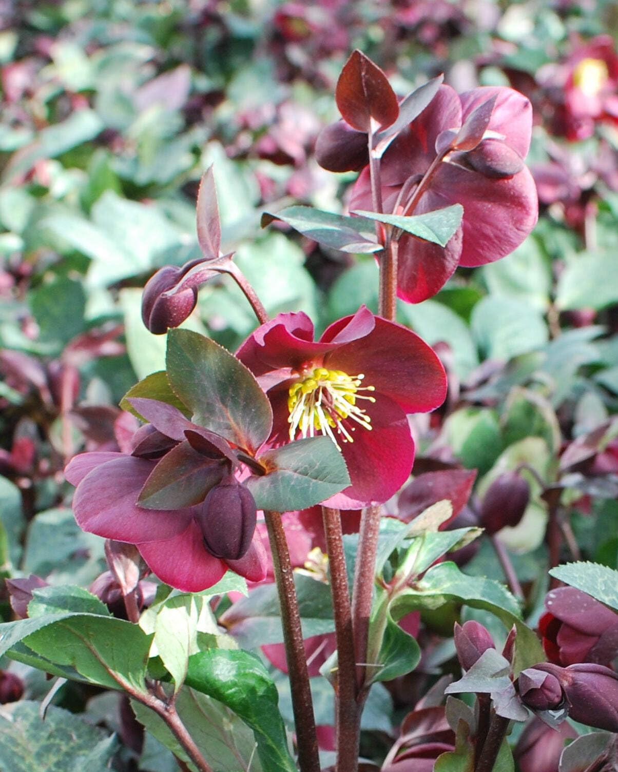 Perennial Farm Marketplace Helleborus x Frostkiss® ‘Anna’s Red’ (Lenten Rose) Perennial, Size-#1 Container, Red Blooms Late Winter to Spring, Deer Resistant