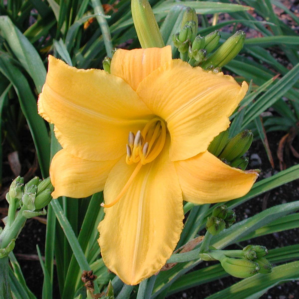 GARDENS ALIVE! - Buttered Popcorn Yellow Flowering Daylily Hemerocallis Dormant Bare Root Perennial Starter Plant Roots, 3 Plants per Offer