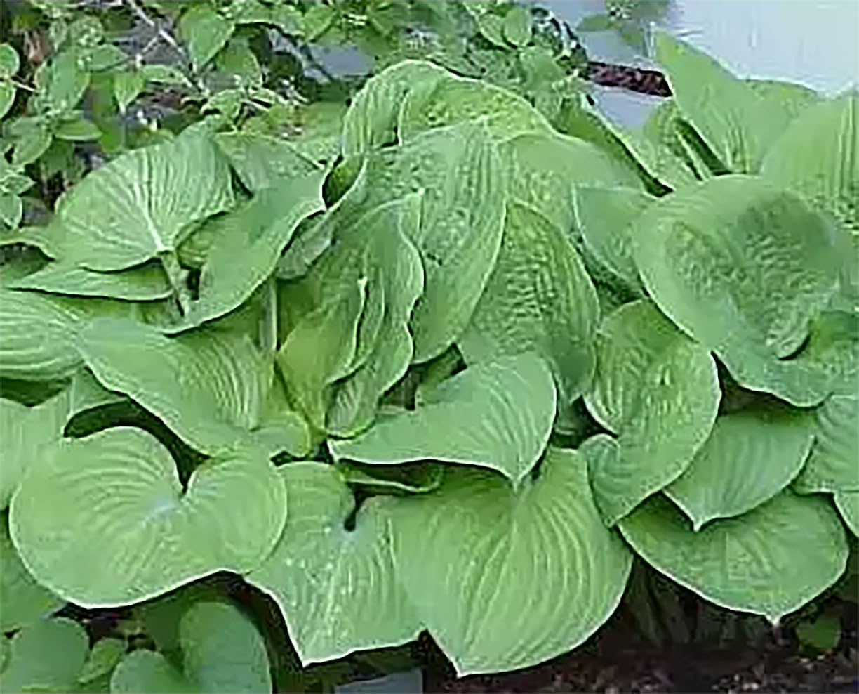 August Moon Hosta - Shade Plant, 20" Tall 42" Wide, Lush Green Foliage, Ideal for Low Light Areas, Low Maintenance, Perfect for Garden Beds & Shade Gardens