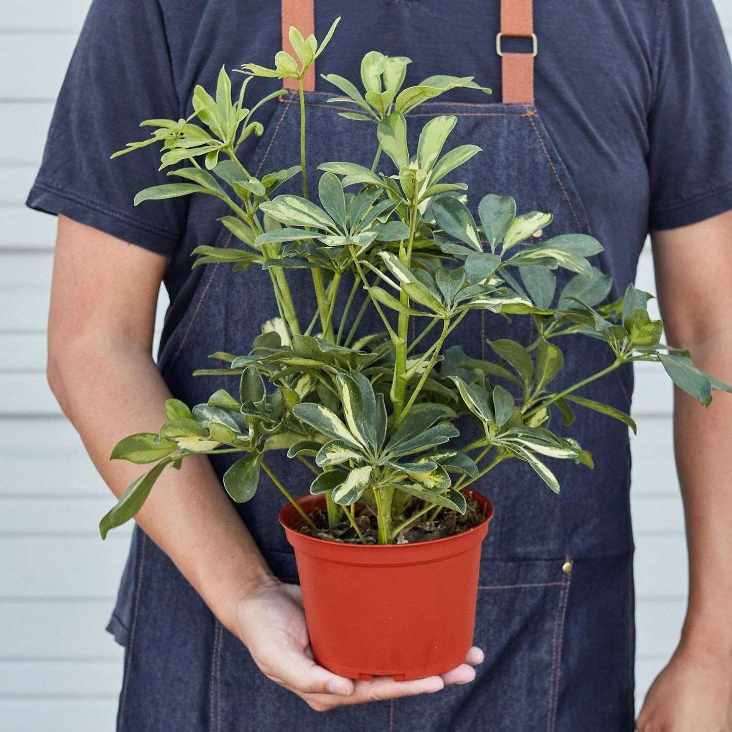 Schefflera Variegated Live Plant for Indoor | Different Houseplants in 4'' & 6'' Pot | Real House Plant for Living Room, Office, Desk & Bathroom | Dwarf Umbrella Tree | Arboricola