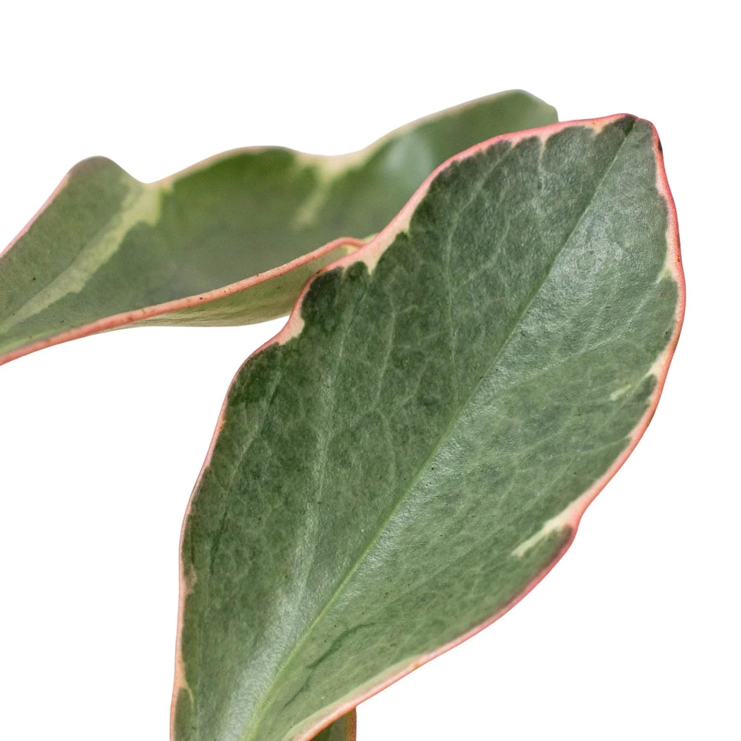 Peperomia 'Ginny' | Live Plant for Indoor & Outdoor | for Living Room, Office, Bathroom | (3" Pot)