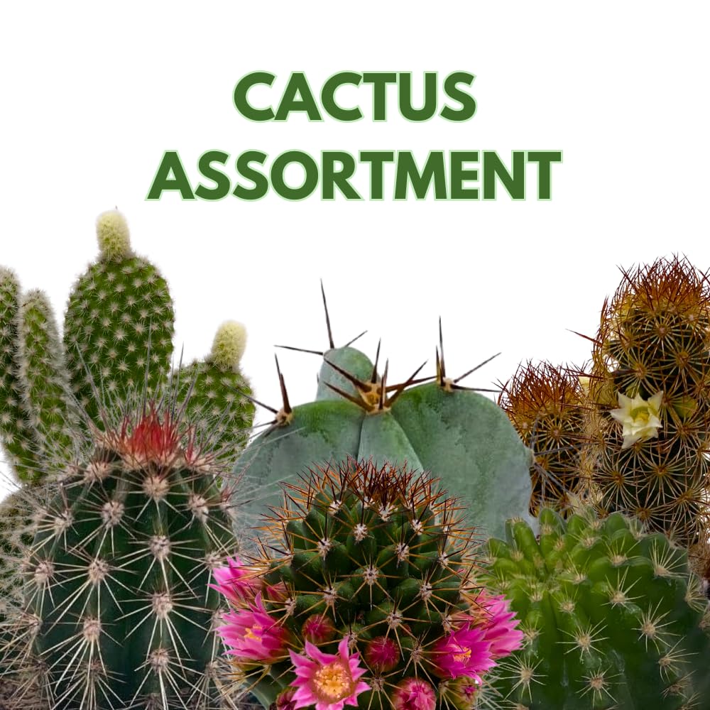 BubbleBlooms Cactus Assortment, 4 inch Set of 3, Best-Sellers Most Popular Cacti Variety