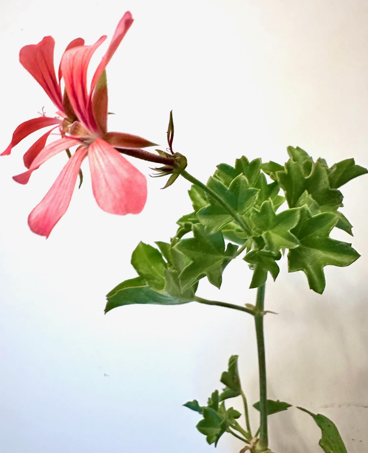 Set of 2 Live Ivy Geranium -Pelargonium Peltatum, Climbing Ivy Leaves with Pink Flowers, 2 Fully Rooted Plants 6-12" Long, Options of Single-Layer or Multi-Layer Petals