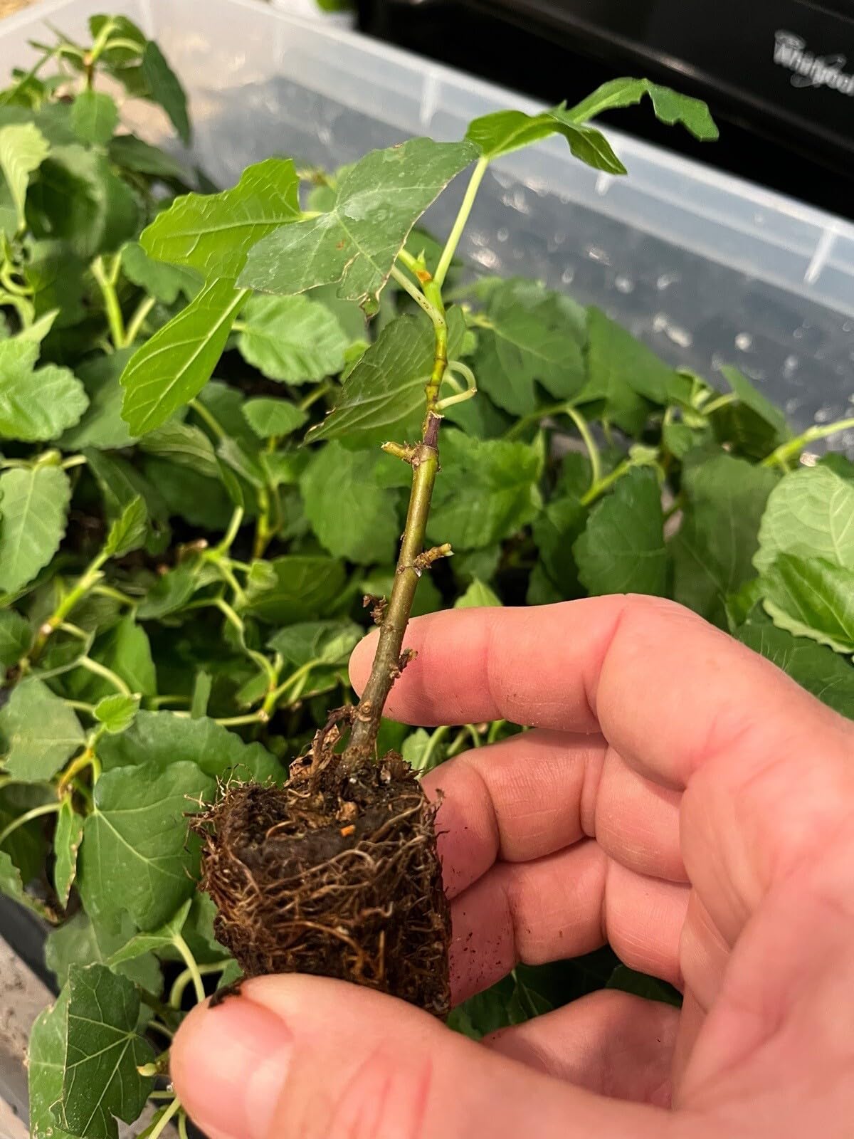 Live Plant - Pomegranate Tree - Celeste Fig Fruit Trees Live Plants