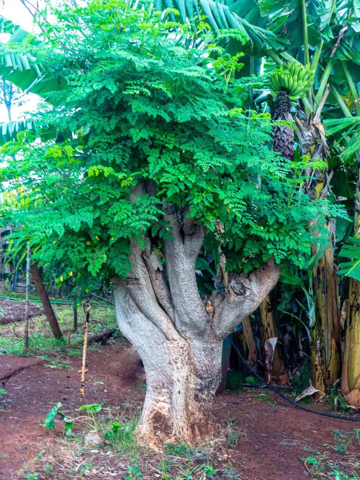 4 Live Moringa Trees Plants, Cold Hardy for Outdoor Garden, Zones 4-9, Well-Rooted Plant in Pot, Moringa Oleifera Malunggay Horseradish Trees