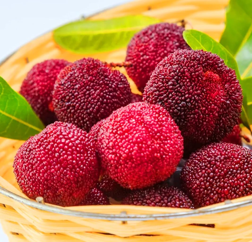 50 Bayberry Seeds, Fragrant Leaves Plant Seeds, Myrica Delicious Fruits