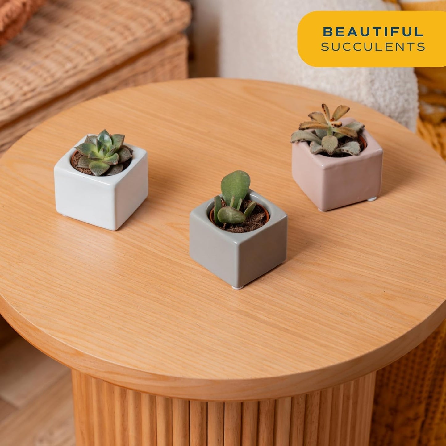 Costa Farms Mini Succulent Live Plants in Cute Pots, Easy to Maintain Indoor Succulents, Houseplants for Home or Office Decor, House Warming or Birthday Gift, 2-3.5 Inches Tall, Pack of 3