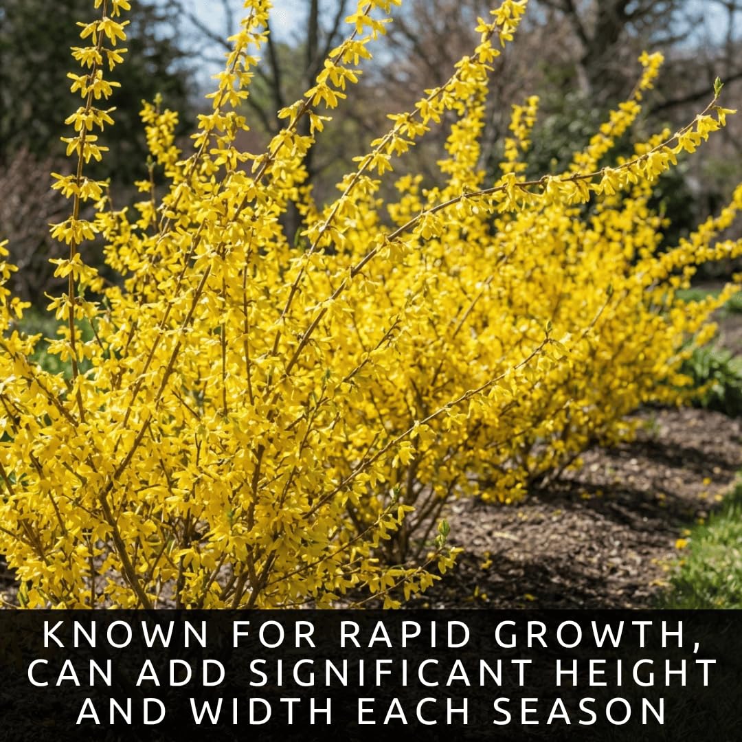 Live Forsythia Lynwood Gold Plants (3-Pack) – Fast Growing Yellow Flowering Shrubs – Hardy Spring Bloom Landscape Bushes – Outdoor Hedge & Border Plants