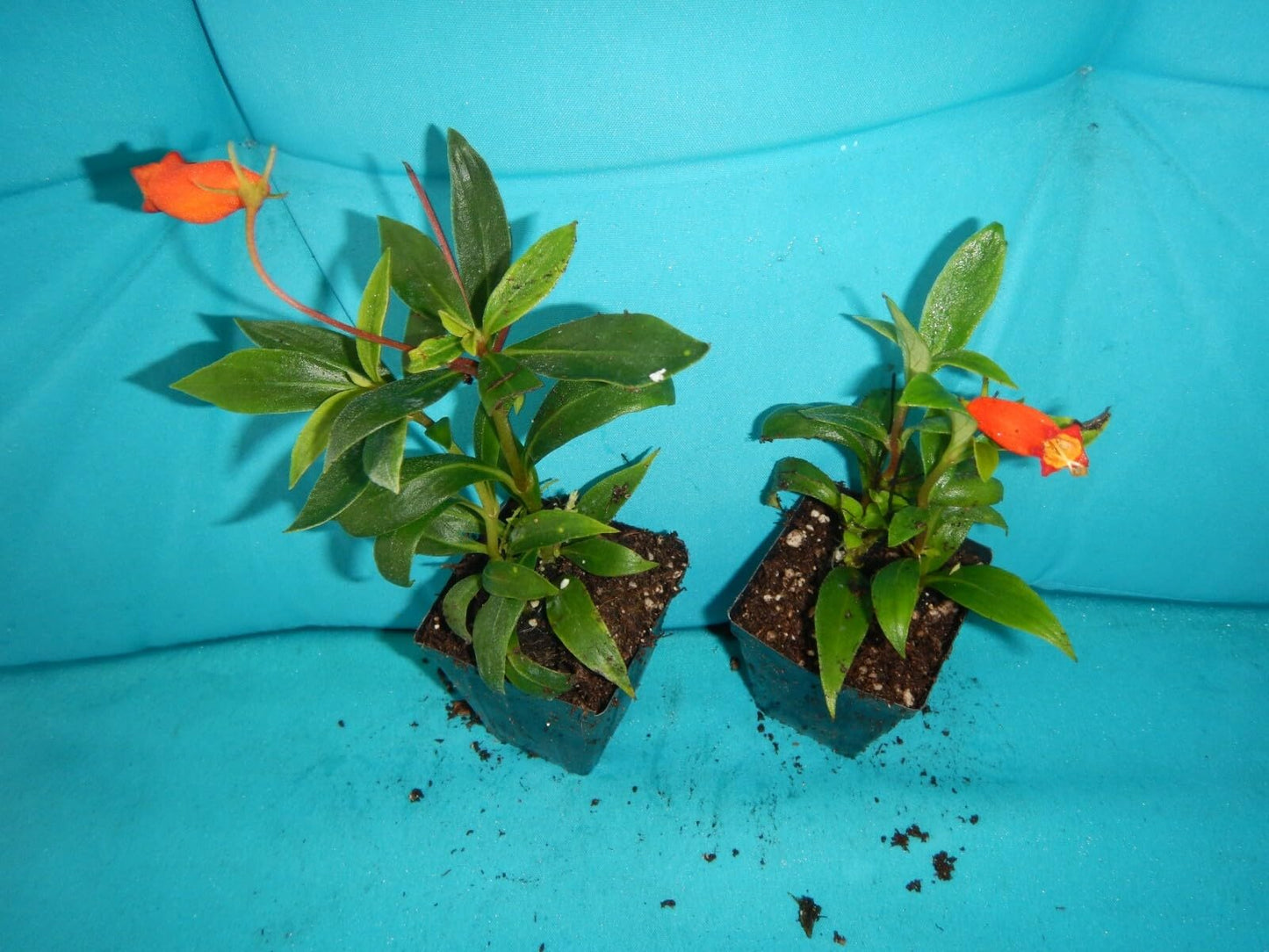 Live Plant - Bolivian Sunset Gloxinia Sylvatica Plant ATTRACTS Hummingbirds & Butterflies