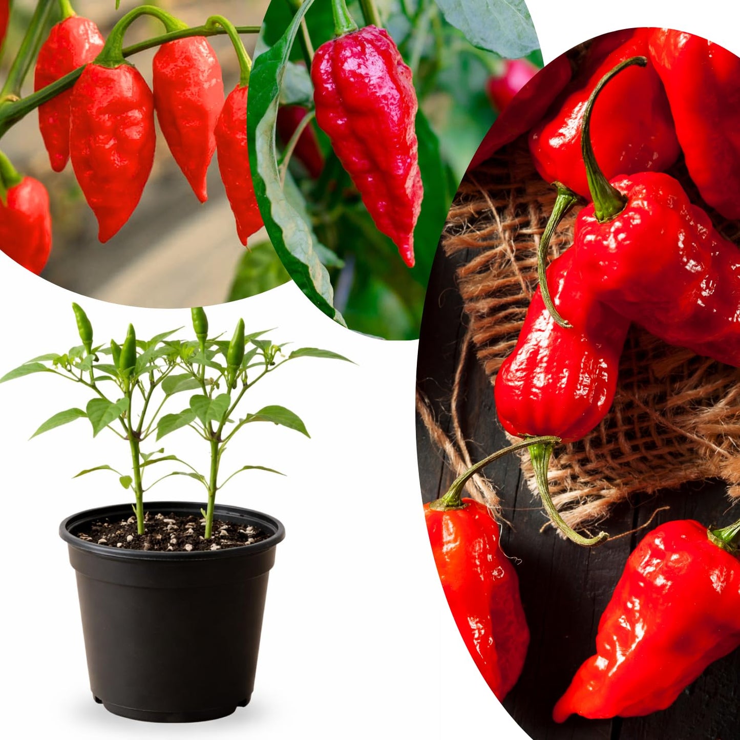 Live Red Bhut Jolokia Ghost Pepper Plant in 4 Inch Pot, 4–7 Inch Tall Seedling, Hot Chili Plant for Garden or Container Growing
