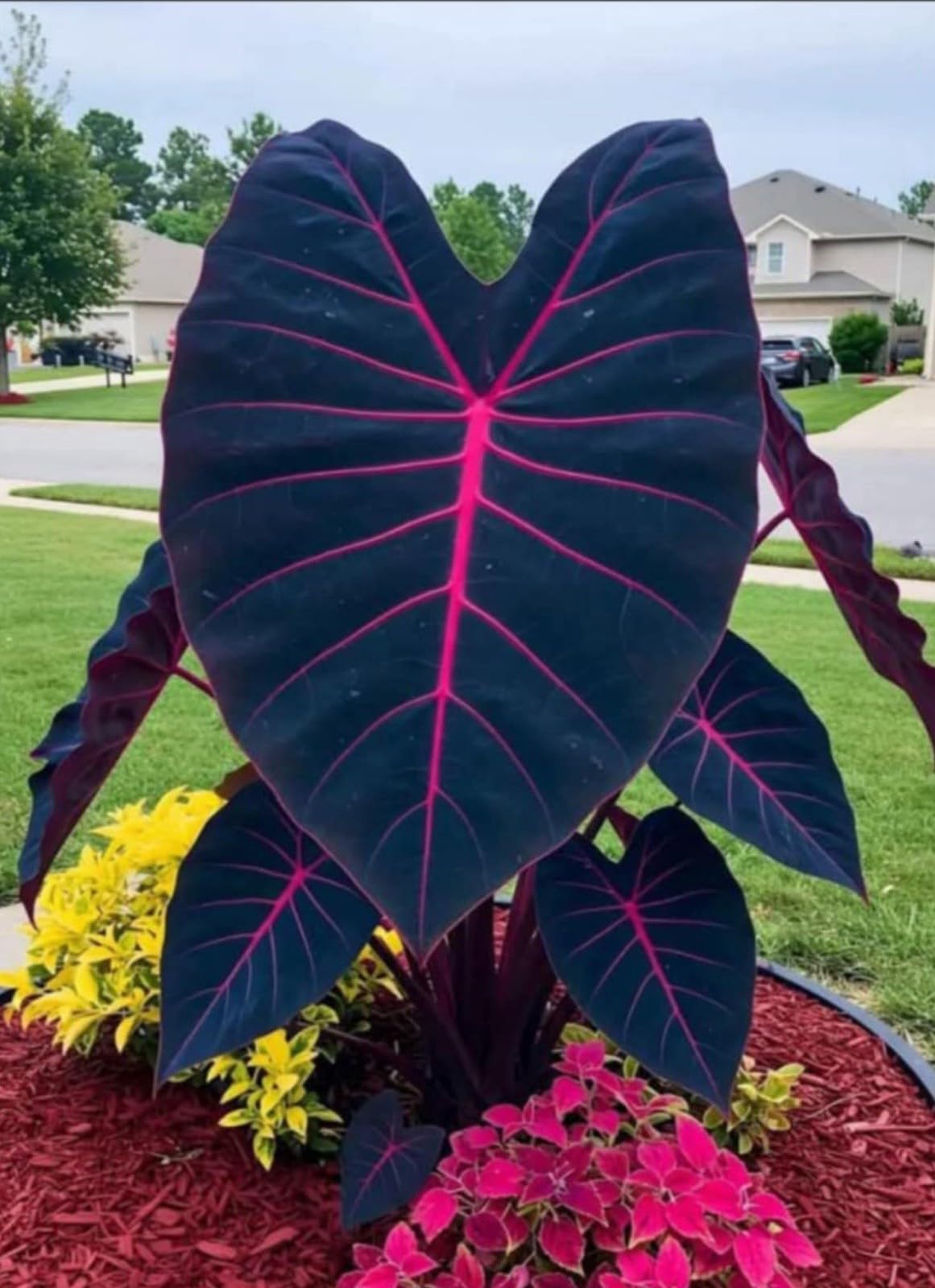 Live Plant - Butterfly Beauty Colocasia esculenta- Elephant Ear - Small Rooted Starter Plant