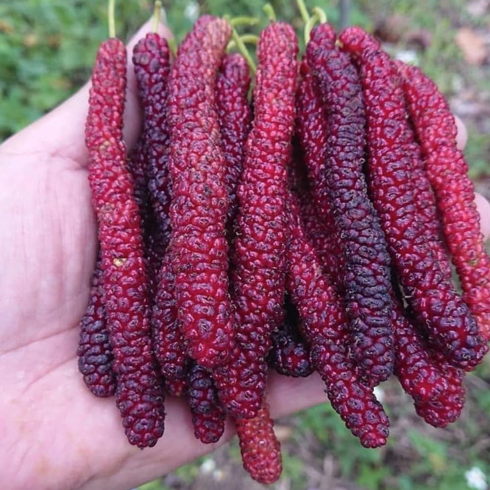 2 Mulberry Tree Live Plant, Pakistan Mulberry Plants Live for Planting Fruit Trees Indoor Outdoor Garden